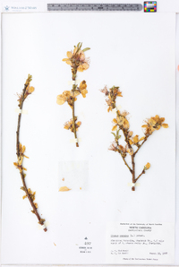 Prunus persica image