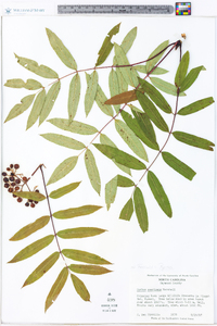 Sorbus americana image