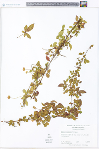 Rubus trivialis image