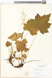 Heuchera villosa image