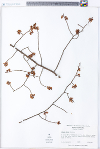 Ulmus alata image