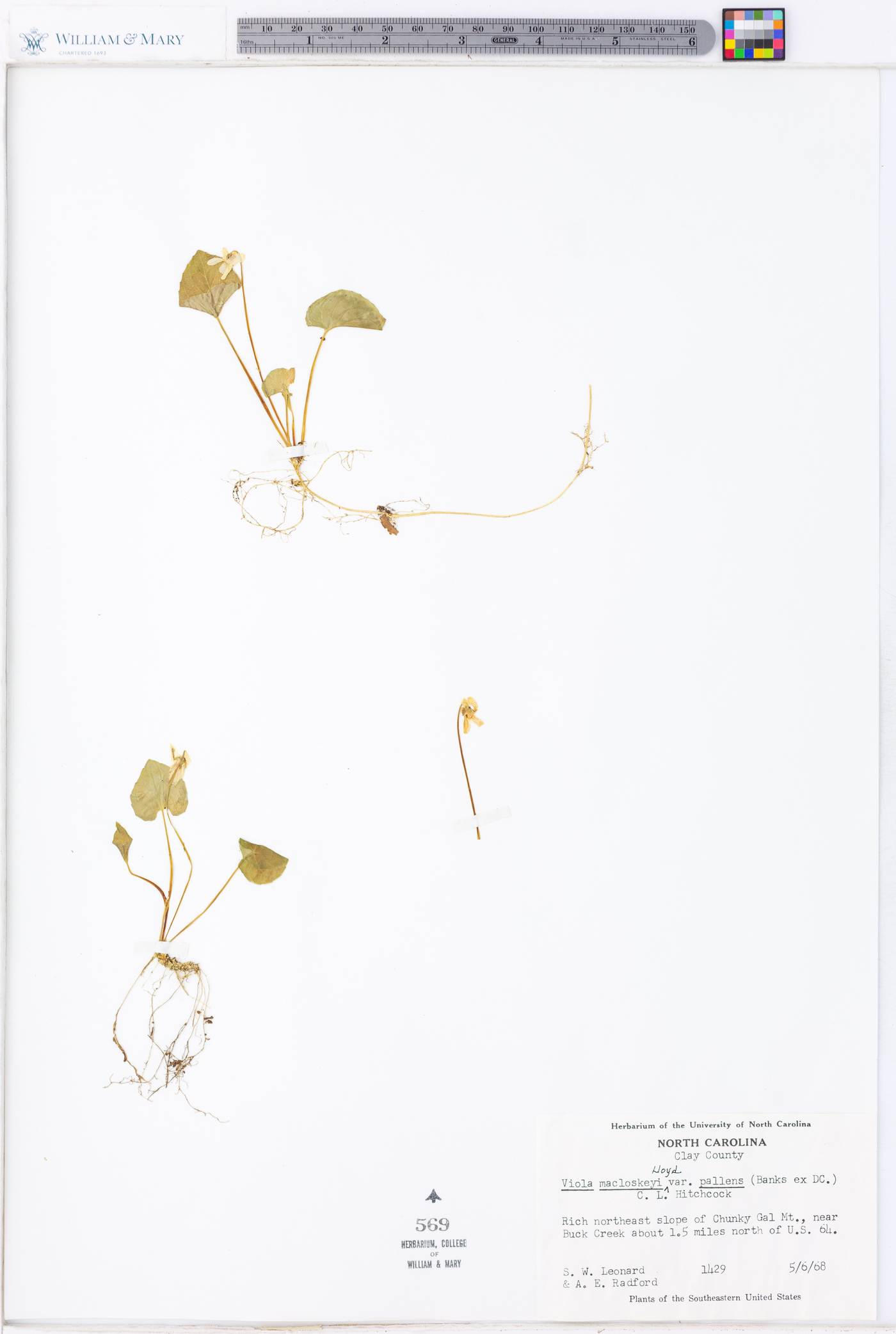 Viola macloskeyi image