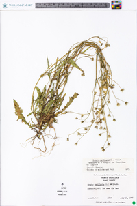 Crepis capillaris image