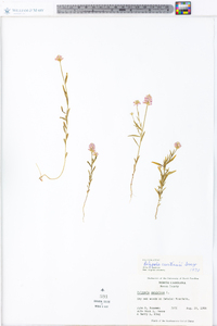 Polygala curtissii image