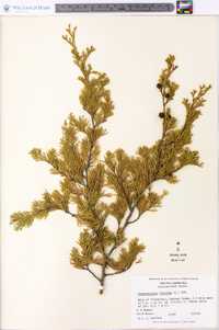 Chamaecyparis thyoides image