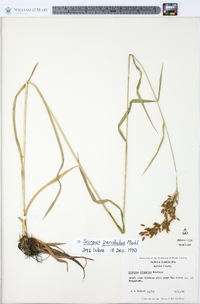 Scirpus pendulus image