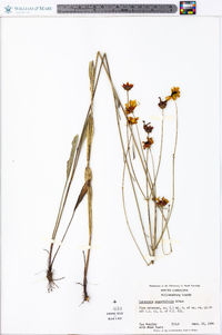 Coreopsis gladiata image