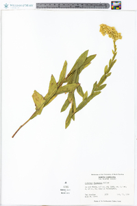 Solidago fistulosa image