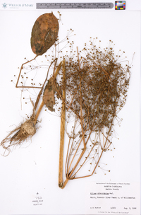 Alisma subcordatum image