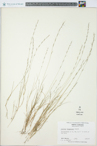 Aristida longespica image