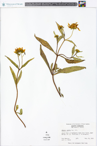 Bidens laevis image