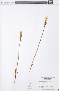 Spiranthes cernua image