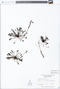 Drosera intermedia image