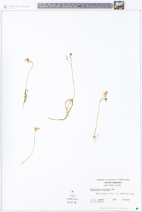 Utricularia gibba image