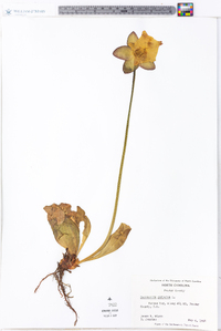 Sarracenia purpurea image