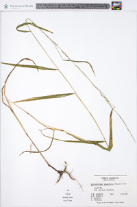 Muhlenbergia tenuiflora image