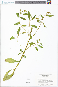Sphenoclea zeylanica image