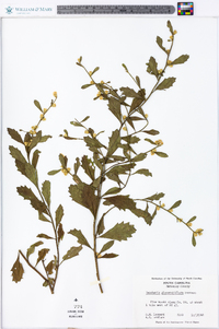 Baccharis glomeruliflora image