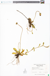 Hieracium pilosella image