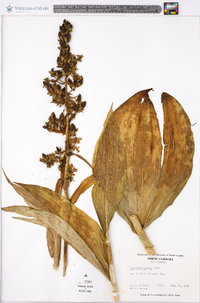 Veratrum viride image