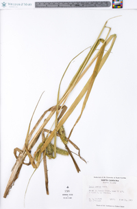 Carex comosa image