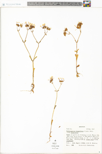 Valerianella longiflora f. longiflora image