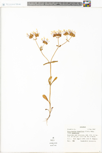 Valerianella longiflora image