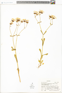 Valerianella longiflora f. longiflora image