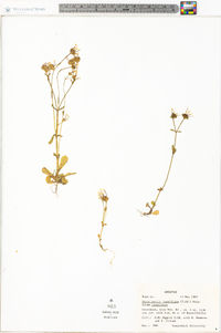 Valerianella longiflora image