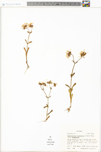 Valerianella longiflora f. longiflora image