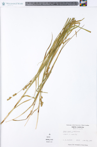 Carex normalis image