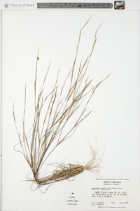 Aristida curtissii image