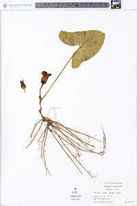 Hexastylis arifolia image