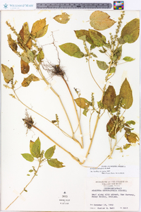 Acalypha ostryifolia image