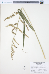 Echinochloa crus-galli var. mitis image