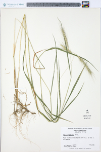 Elymus villosus image