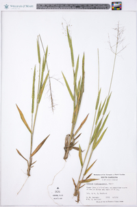 Panicum consanguineum image