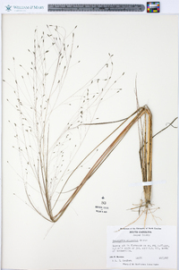 Eragrostis elliottii image