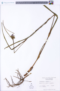 Tradescantia ohiensis image