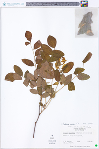 Robinia elliottii image