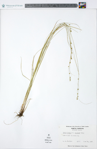 Carex rosea var. radiata image