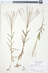 Gymnopogon brevifolius image