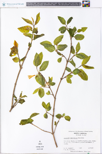 Lonicera canadensis image