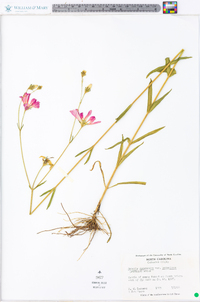 Sabatia dodecandra image