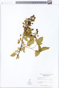 Rubus argutus image