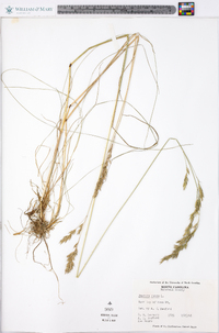 Festuca rubra image