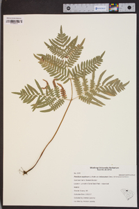 Pteridium aquilinum var. latiusculum image