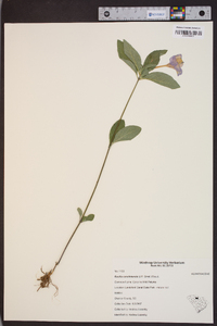 Ruellia caroliniensis image