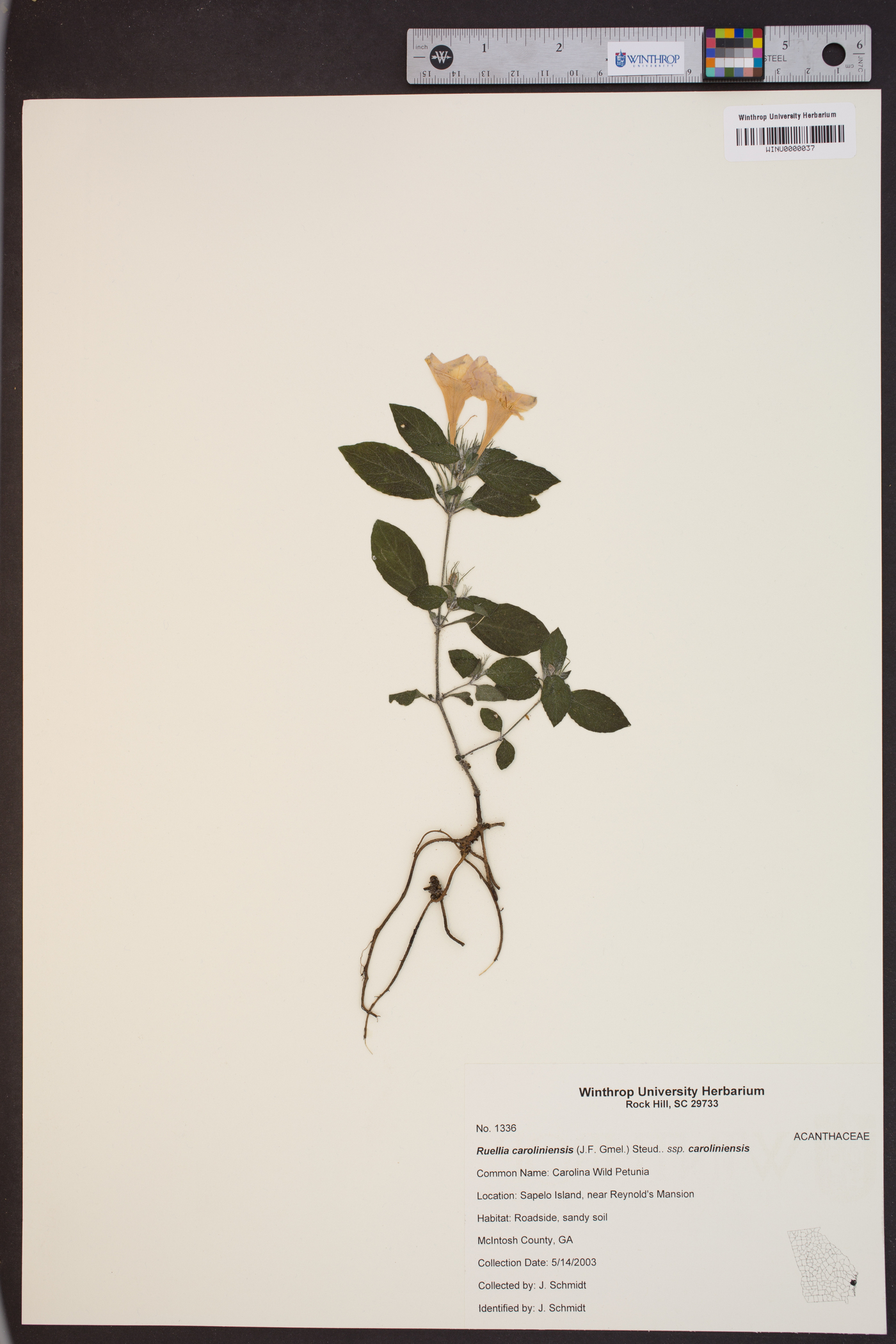 Ruellia caroliniensis subsp. caroliniensis image