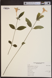 Ruellia caroliniensis image